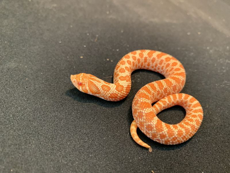 新入荷のお知らせ R3 9 8 ヘビ 両生類 奇蟲編 アンテナ博多からのお知らせ 九州最大級の爬虫類展示即売イベント九州爬虫類フェス